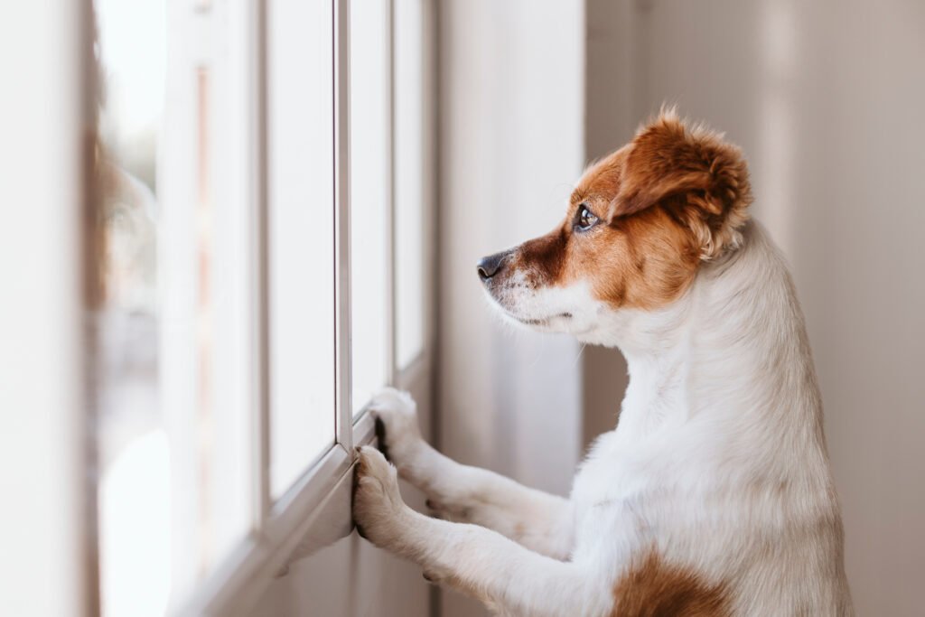 Dog looking out a window